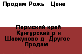 Продам Рожь › Цена ­ 300 - Пермский край, Кунгурский р-н, Шавкуново д. Другое » Продам   